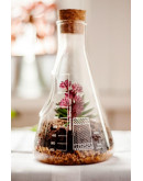Террариум chemistry